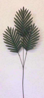Picture of CYCAS STEM GREEN
