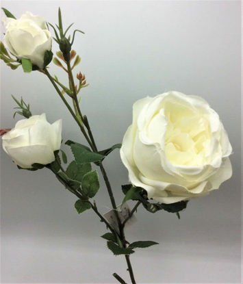 Picture of ENGLISH ROSE SPRAY 63CM IVORY