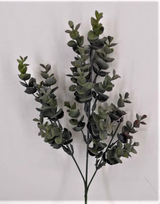 Picture of EUCALYPYUS SPRAY GREY/GREEN