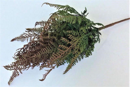 Picture of FOREST FERN 46CM GREEN/BROWN