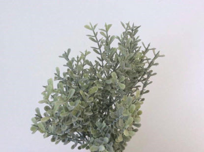 Picture of FROSTED THYME BUSH 30CM
