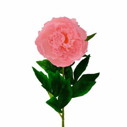 Picture of PEONY SINGLE STEM 75CM PINK