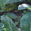 Picture of KINGFISHER GARDEN NETTING