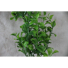 Picture of BOX LEAF SPRAY 68CM GREEN