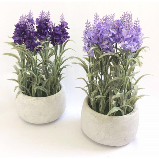 Picture of LAVENDER IN CREAM POT