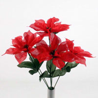 Picture of POINSETTIA BUSH