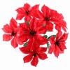 Picture of POINSETTIA BUSH