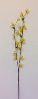 Picture of FORSYTHIA SPRAY