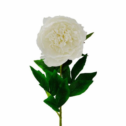 Picture of PEONY SINGLE STEM 75CM CREAM