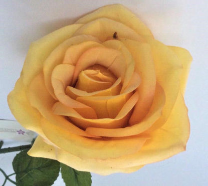 Picture of TEA ROSE SINGLE STEM YELLOW