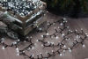 Picture of FESTIVE LIGHTS GLOW WORM 520 WHT
