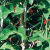 Picture of KINGFISHER PEA AND BEAN NETTING