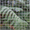 Picture of KINGFISHER SML SQ WIRE NETTING