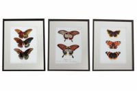 Picture of FRAME WITH BUTTERFLIES 50X40