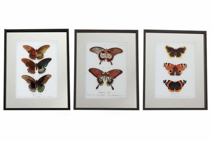 Picture of FRAME WITH BUTTERFLIES 50X40