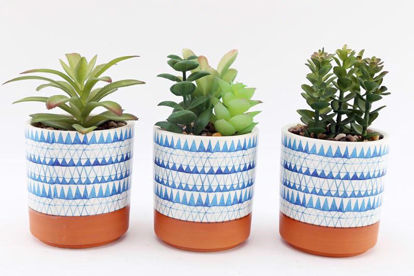 Picture of SUCCULENT PLANT IN POT 17CM