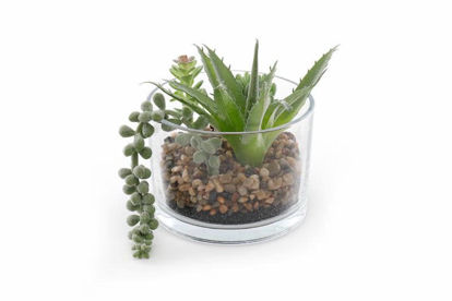 Picture of SUCCULENTS IN GLASS PLANTER